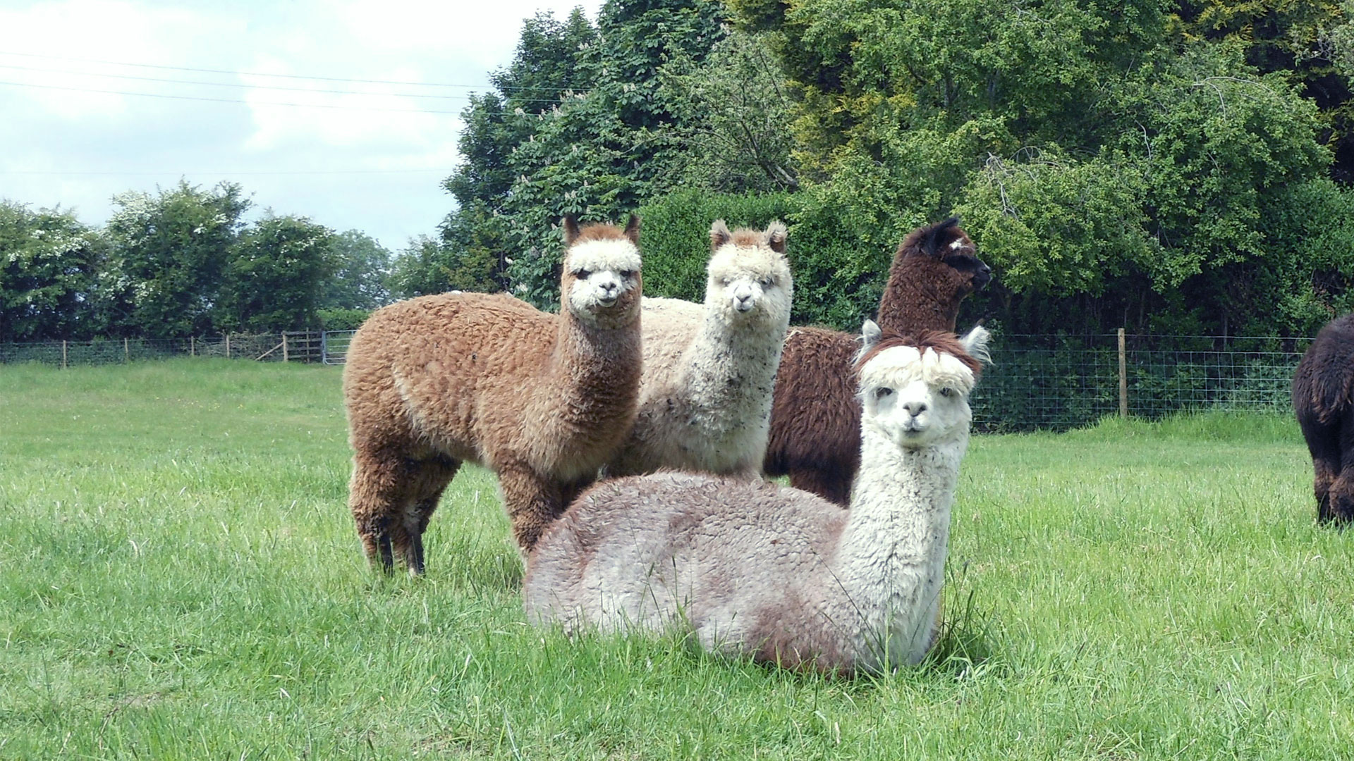 Alpacas For Sale Hawthorn Alpacas